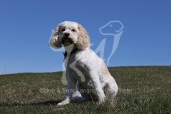 Cavapoo