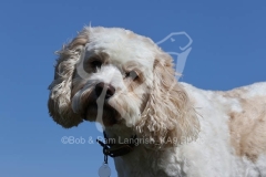 Cavapoo