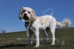 Cavapoo