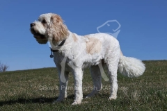 Cavapoo