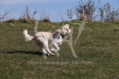 Cavapoo