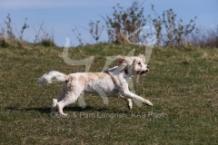Cavapoo