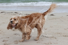 Cavapoo