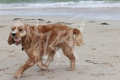 Cavapoo