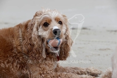 Cavapoo