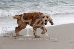 Cavapoo