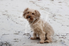 Cavapoo