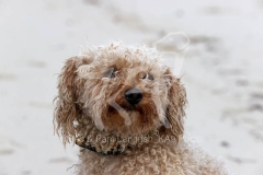 Cavapoo