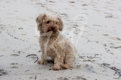 Cavapoo