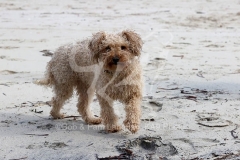 Cavapoo
