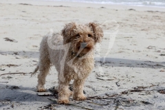 Cavapoo