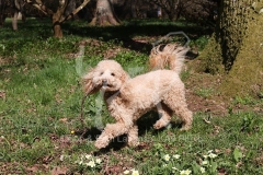 Cavapoo
