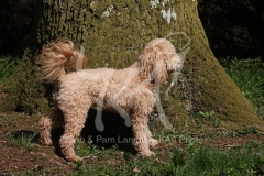 Cavapoo