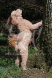 Cavapoo