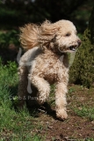 Cavapoo