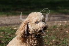 Cavapoo