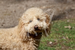 Cavapoo