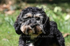 Cavapoo