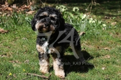 Cavapoo