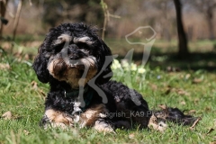 Cavapoo