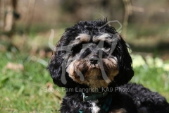 Cavapoo