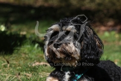 Cavapoo