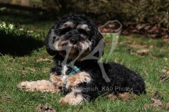 Cavapoo