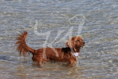 Cavapoo