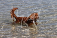 Cavapoo