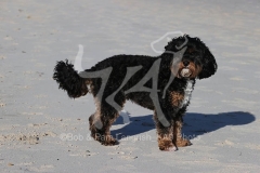 Cavapoo