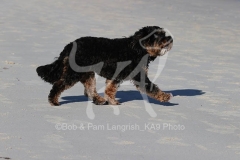 Cavapoo