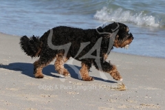 Cavapoo