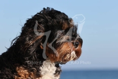 Cavapoo
