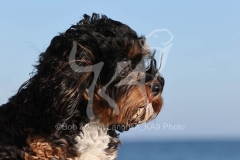 Cavapoo