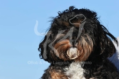 Cavapoo