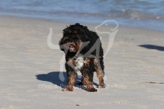 Cavapoo