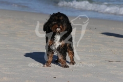Cavapoo