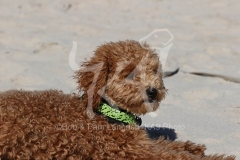 Cavapoo