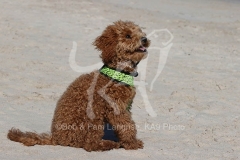 Cavapoo