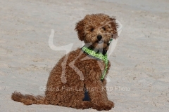 Cavapoo