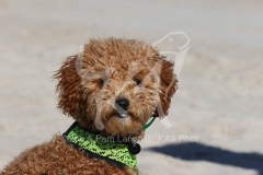Cavapoo