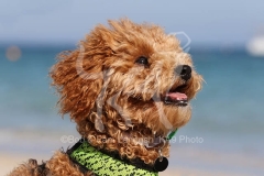 Cavapoo