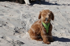 Cavapoo