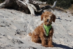 Cavapoo