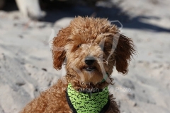 Cavapoo