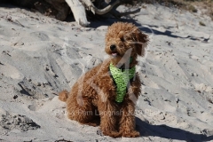 Cavapoo