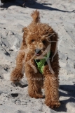 Cavapoo