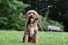 Cavapoo