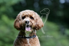 Cavapoo