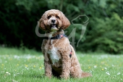 Cavapoo